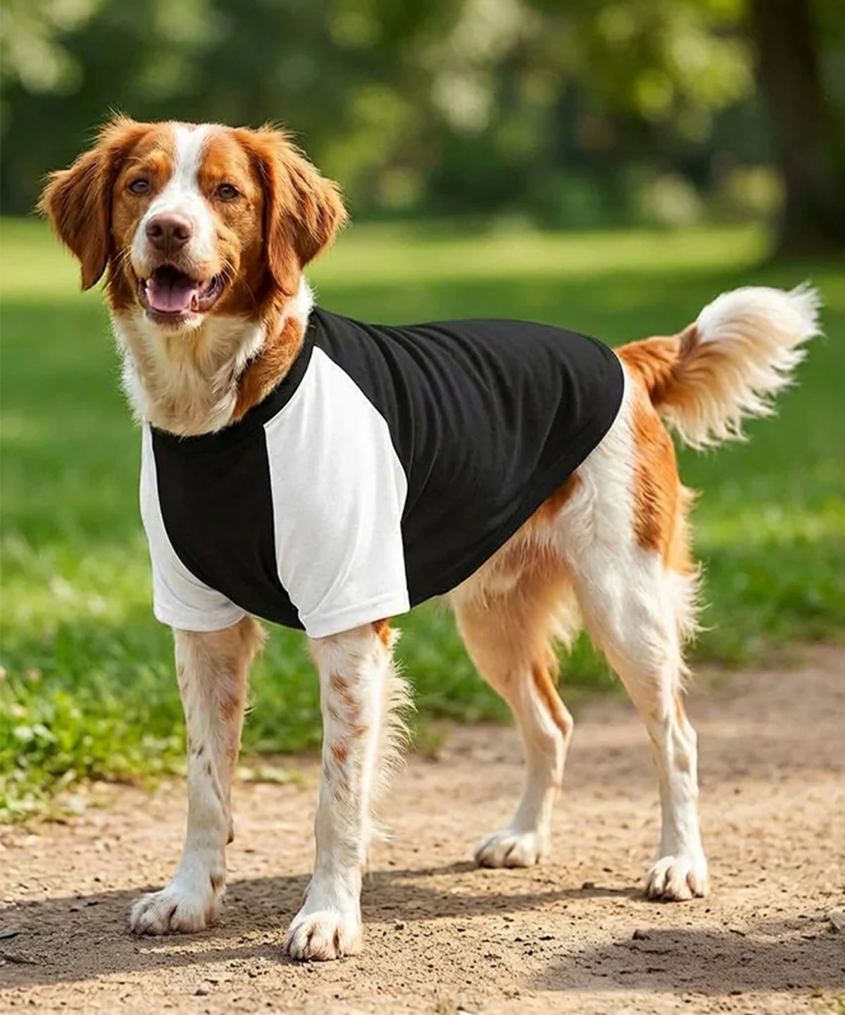 Blank Dog T-Shirt shown in use