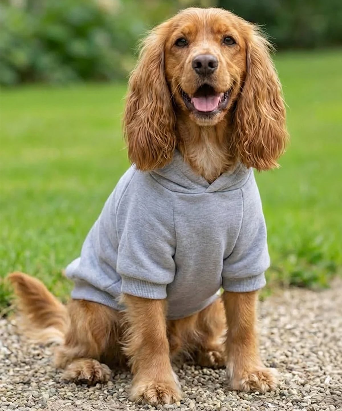 Dog Hoodie shown in use