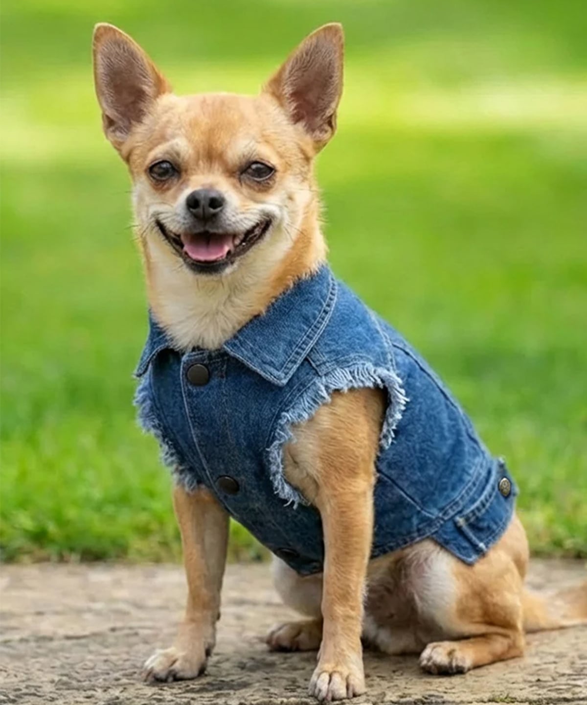 Dog Denim Jacket shown in use